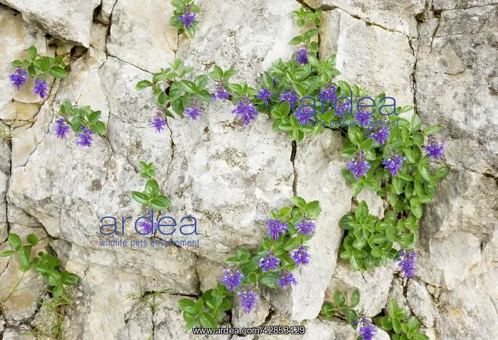 : Bluish Paederota - on limestone : Bluish Paederota - on limestone