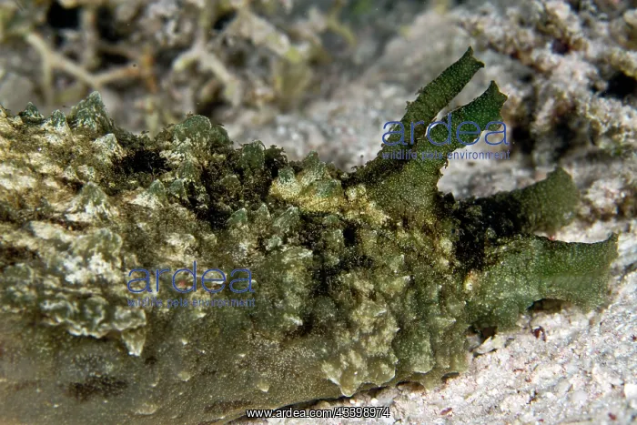  : Blunt End Sea Hare