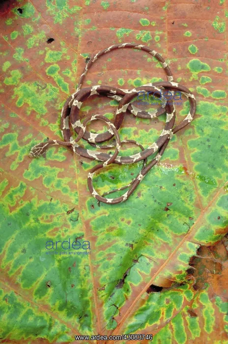 : Blunt-headed Tree Snake : Blunt-headed Tree Snake