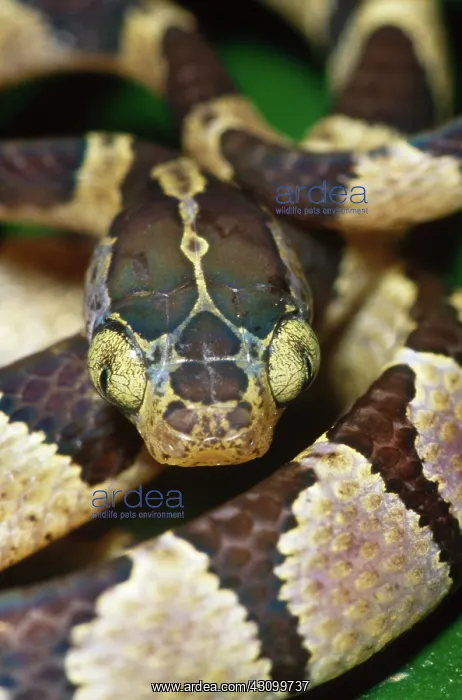: Blunt-headed tree snake : Blunt-headed tree snake