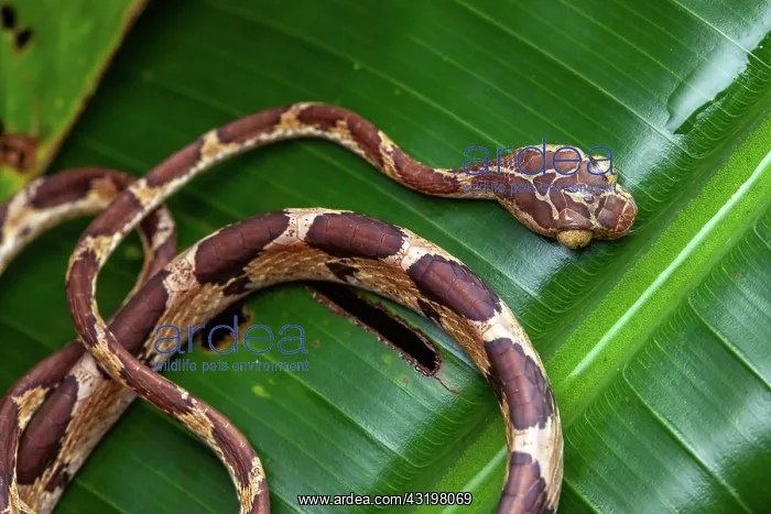 : Blunt-headed treesnake (Imantodes cenchoa) on a : Blunt-headed treesnake (Imantodes cenchoa) on a