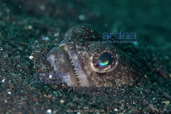 : Blunt-nose Lizardfish : Blunt-nose Lizardfish