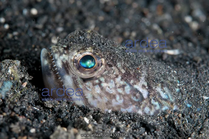 : Blunt-nose Lizardfish : Blunt-nose Lizardfish
