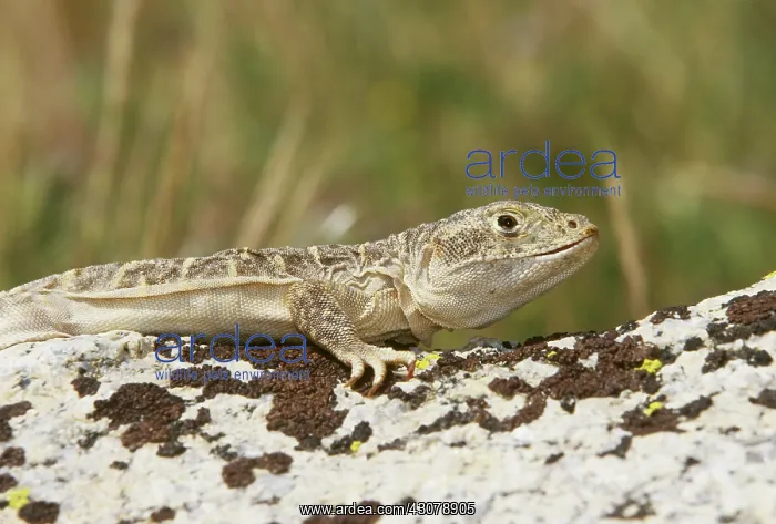 : Blunt-nosed Leopard Lizard : Blunt-nosed Leopard Lizard