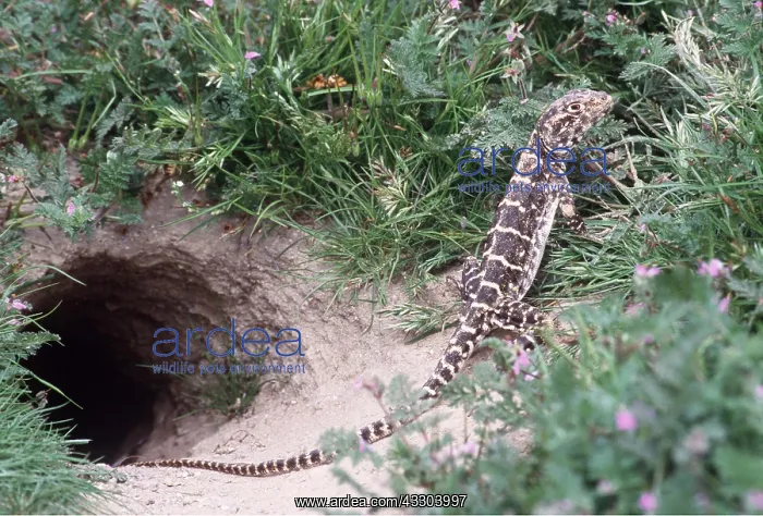 : BLUNT-NOSED LEOPARD LIZARD : BLUNT-NOSED LEOPARD LIZARD