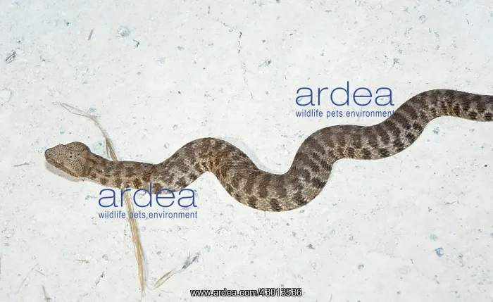  : Blunt-Nosed Viper on sand, Cyprus