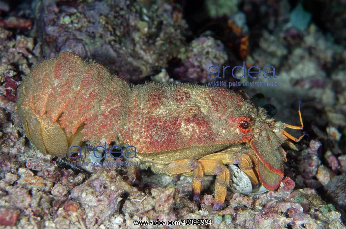 : Blunt Slipper Lobster : Blunt Slipper Lobster