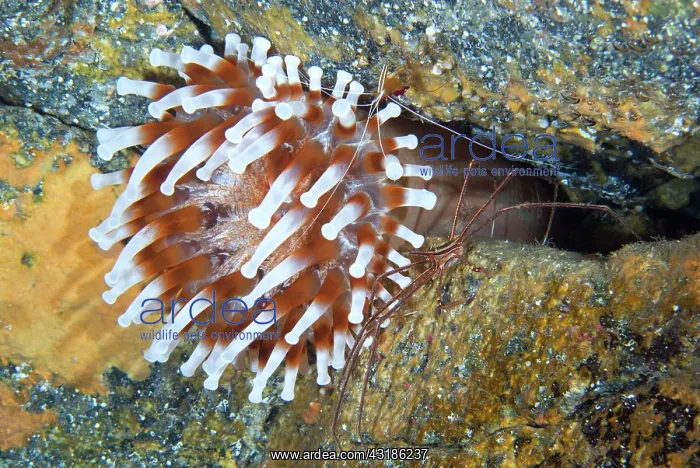 : Blunt-tentacled Anemone (Telmatactis cricoides) : Blunt-tentacled Anemone (Telmatactis cricoides)