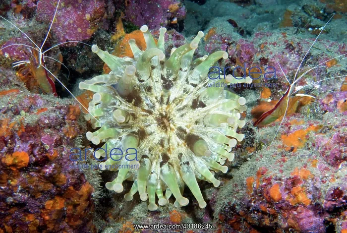 : Blunt-tentacled Anemone (Telmatactis cricoides) : Blunt-tentacled Anemone (Telmatactis cricoides)