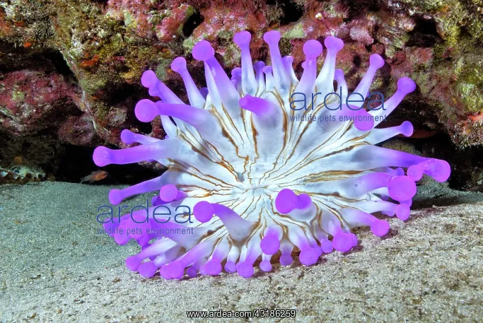 : Blunt-tentacled Anemone (Telmatactis cricoides) : Blunt-tentacled Anemone (Telmatactis cricoides)