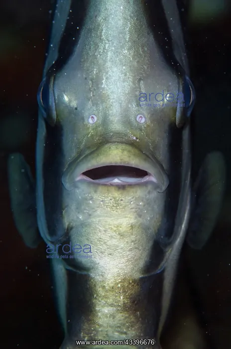 : Blunthead Batfish : Blunthead Batfish