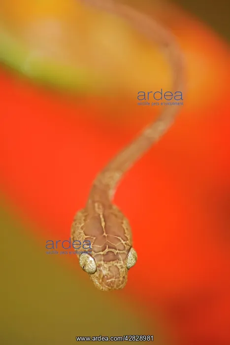  : Blunthead Tree Snake