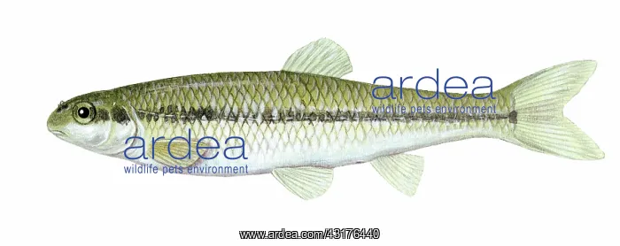 : Bluntnose Minnow : Bluntnose Minnow
