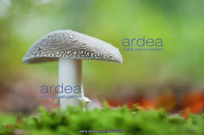 : Blusher (Amanita rubescens) : Blusher (Amanita rubescens)
