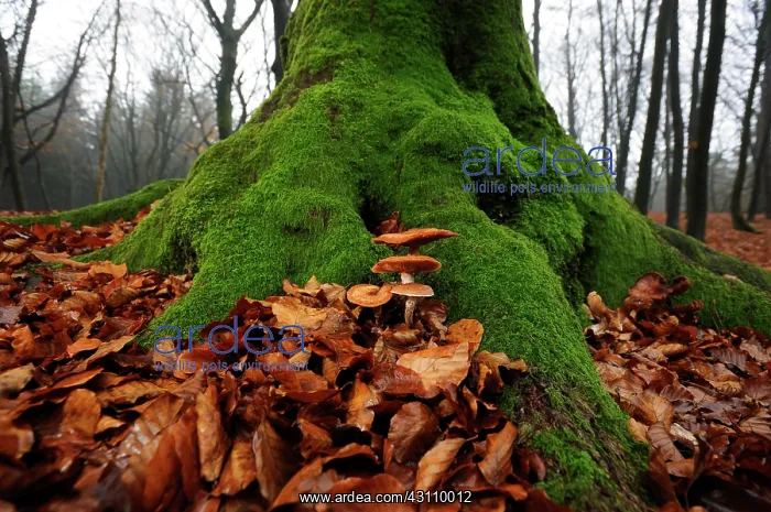 : Blusher. a group of Blusher mushroom's (Amanita rubescens) growing between : Blusher. a group of Blusher mushroom's (Amanita rubescens) growing between