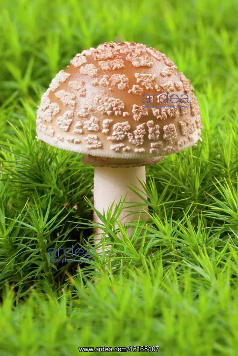 : Blusher (Amanita rubescens) standing in unidentified moss (Embryophyta) : Blusher (Amanita rubescens) standing in unidentified moss (Embryophyta)