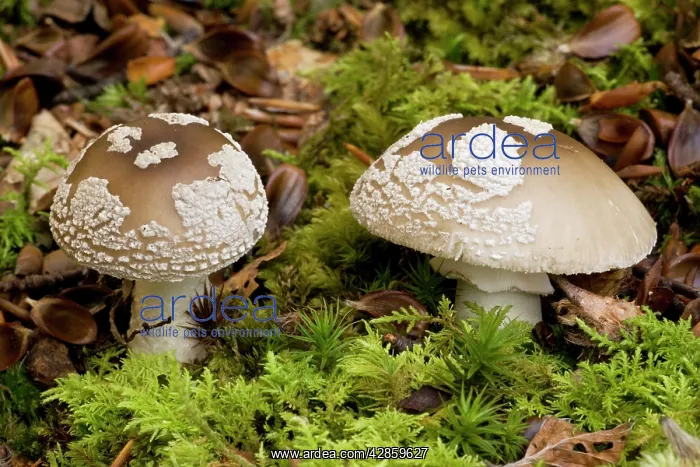 : The blusher; edible fungus if well-cooked : The blusher; edible fungus if well-cooked