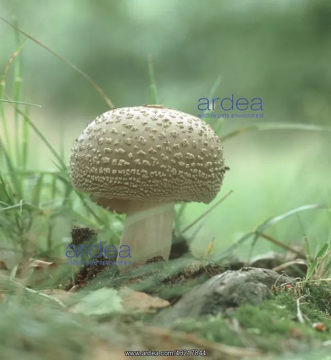 : Blusher Mushroom : Blusher Mushroom