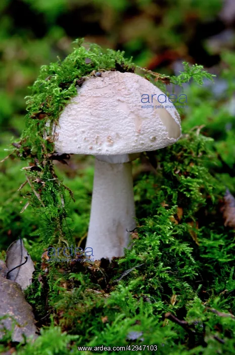: The Blusher - found in woodland from summer to : The Blusher - found in woodland from summer to