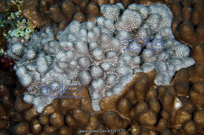  : Blushing Coral - which turn from brown to white