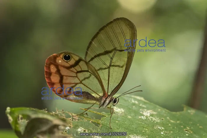 : Blushing Phantom / Clearwing Satyr (Cithaerias pireta) : Blushing Phantom / Clearwing Satyr (Cithaerias pireta)