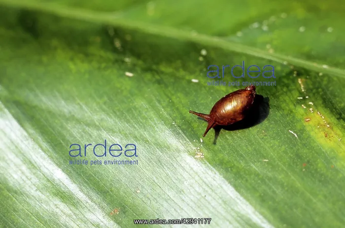  : Blushing SNAIL - endemic