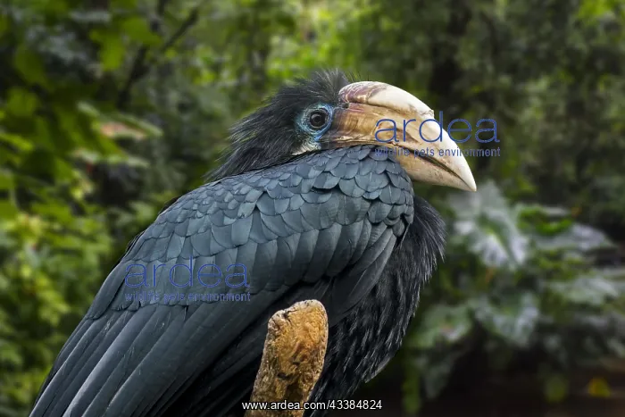  : Blyth's hornbill (Aceros plicatus) Papuan hornbill
