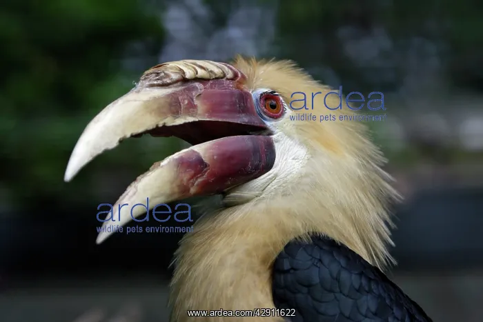 : Blyth's Hornbill - bird with beak open : Blyth's Hornbill - bird with beak open