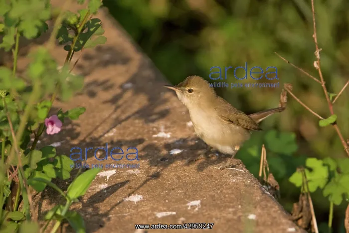  : Blyths Reed Warbler