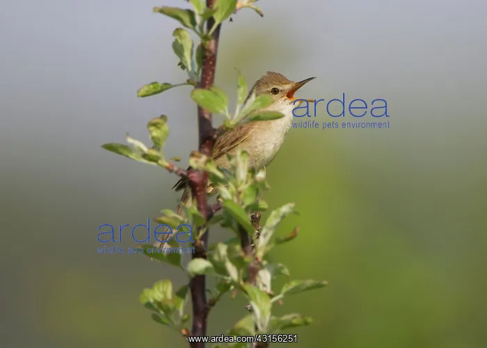 : Blyth's Reed Warbler : Blyth's Reed Warbler