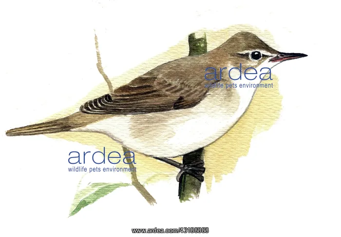 : Blyth's Reed Warbler : Blyth's Reed Warbler