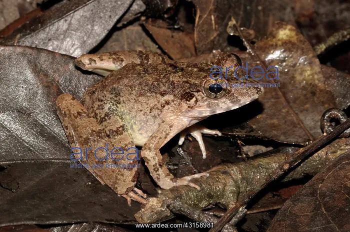 : Blyth's River frog : Blyth's River frog