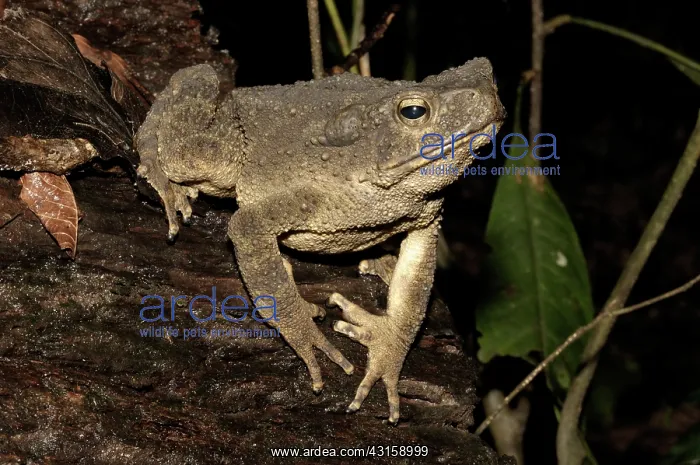 : Blyth's River frog : Blyth's River frog