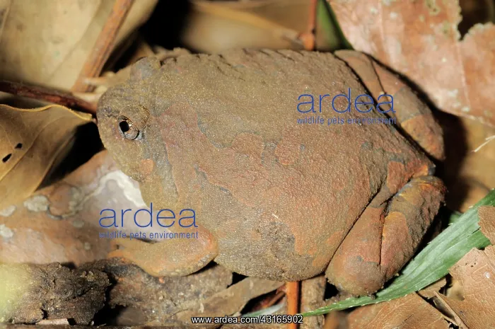 : Blyth's Striped Spadefoot Frog : Blyth's Striped Spadefoot Frog