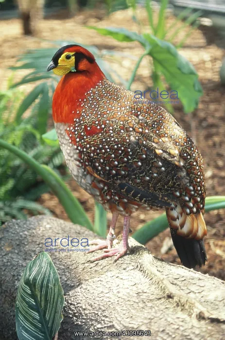 : Blyth's Tragopan : Blyth's Tragopan
