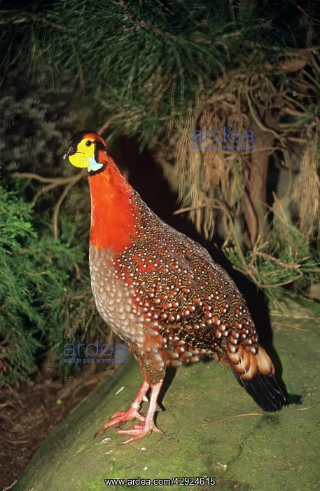 : Blyth's Tragopan - male : Blyth's Tragopan - male