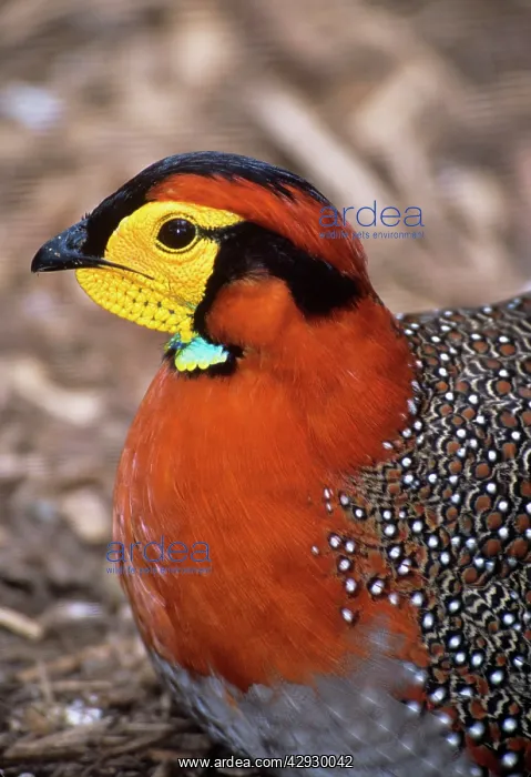 : Blyth's Tragopan - male : Blyth's Tragopan - male