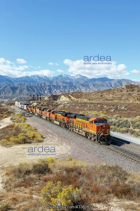 : BNSF Railway goods train at Cajon Pass near Los : BNSF Railway goods train at Cajon Pass near Los