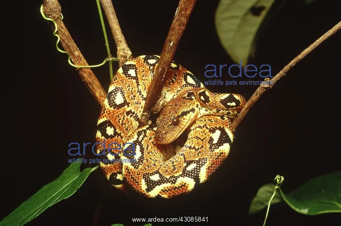 : Boa constrictor : Boa constrictor