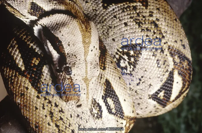 : Boa constrictor : Boa constrictor