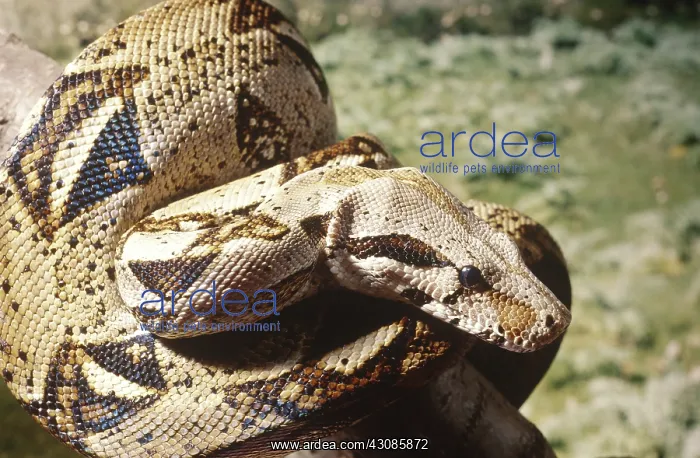 : Boa constrictor : Boa constrictor