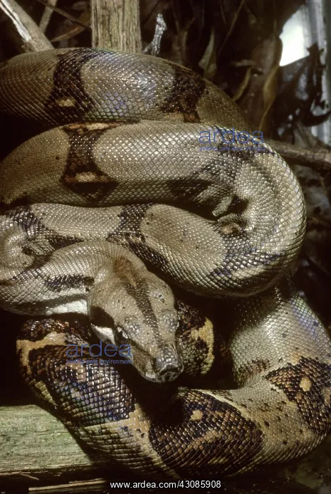 : Boa constrictor : Boa constrictor