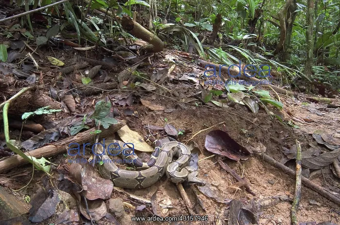  : Boa constrictor