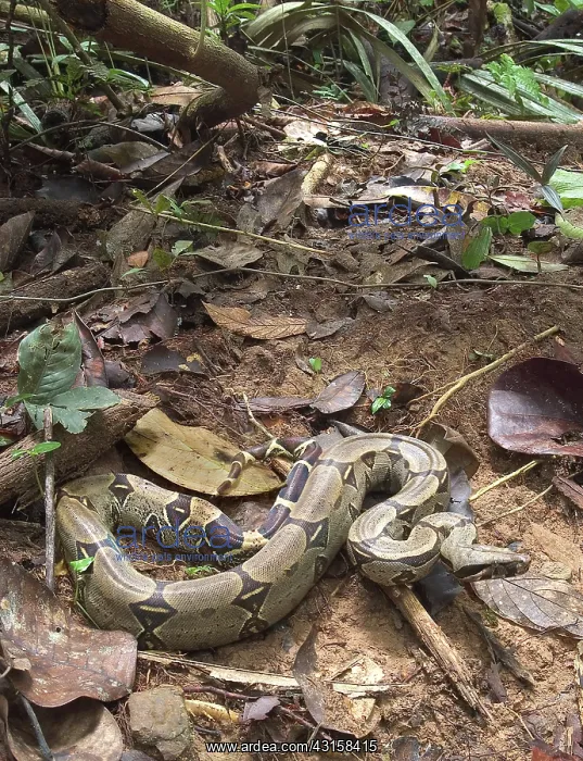 : Boa constrictor : Boa constrictor