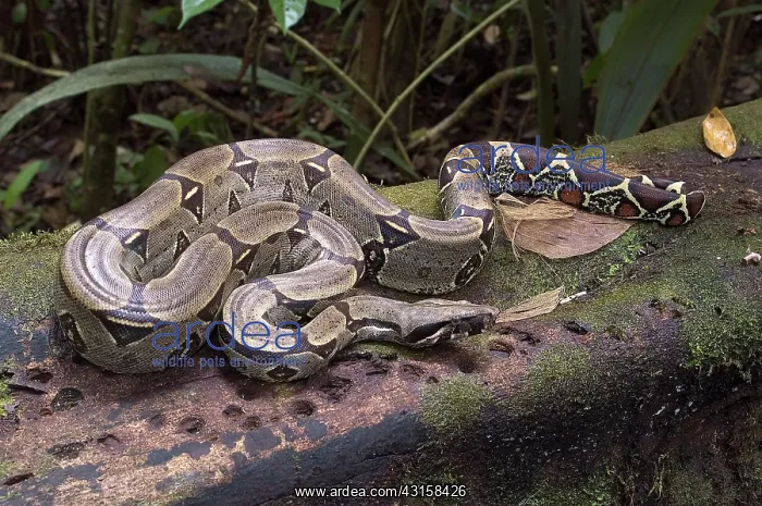 : Boa constrictor : Boa constrictor