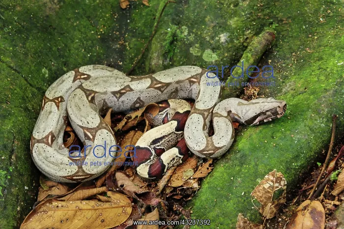 : Boa constrictor, Amacayacu National Park, Leticia, Colombia : Boa constrictor, Amacayacu National Park, Leticia, Colombia