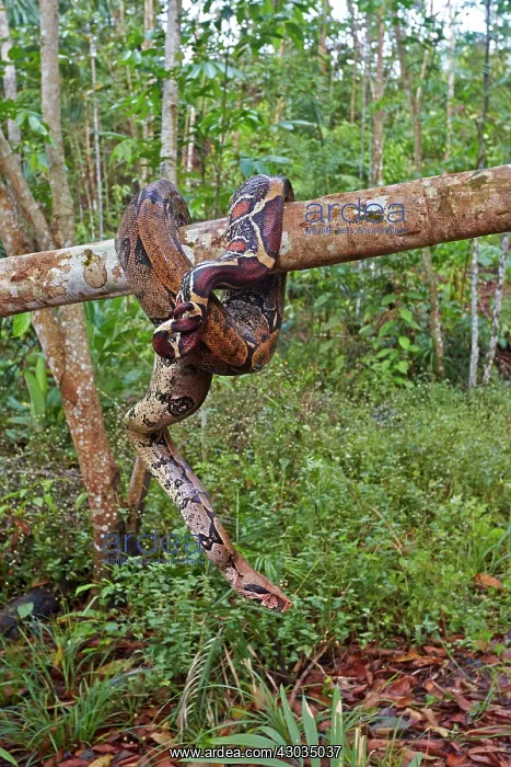 : Boa Constrictor Amazon river basin Manaus Amazonas : Boa Constrictor Amazon river basin Manaus Amazonas