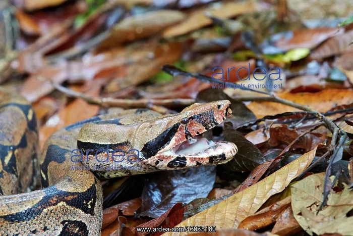  : Boa Constrictor Amazon river basin Manaus Amazonas