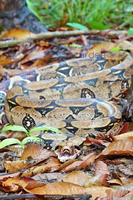 : Boa Constrictor Amazon river basin Manaus Amazonas : Boa Constrictor Amazon river basin Manaus Amazonas