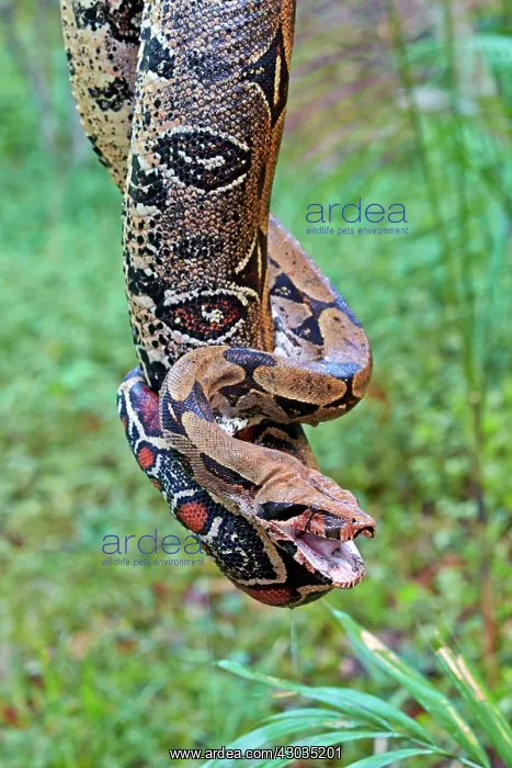 : Boa Constrictor Amazon river basin Manaus Amazonas : Boa Constrictor Amazon river basin Manaus Amazonas